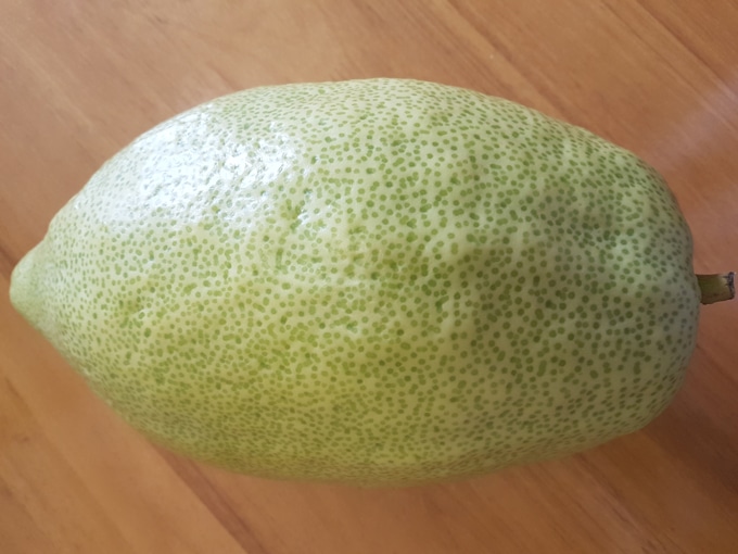 בתמונה: האתרוג של הרב יהודה גמליאל - לונדון תשע"ח