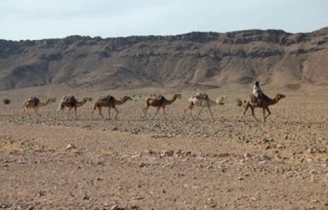 דברי תורה לפרשת חיי שרה – מאת הרב ברוך רובין הי"ו