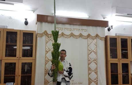 אחרי שכבר היה לו אתרוג גדול במיוחד, מציג השנה יוסי פרחי מנתניה לולב ענק באורך 3.03 מטר! 